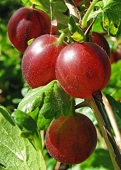 Stachelbeere (Ribes uva-crispa).jpg