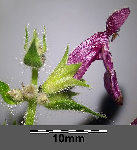 File:Stachys sylvatica sl12.jpg