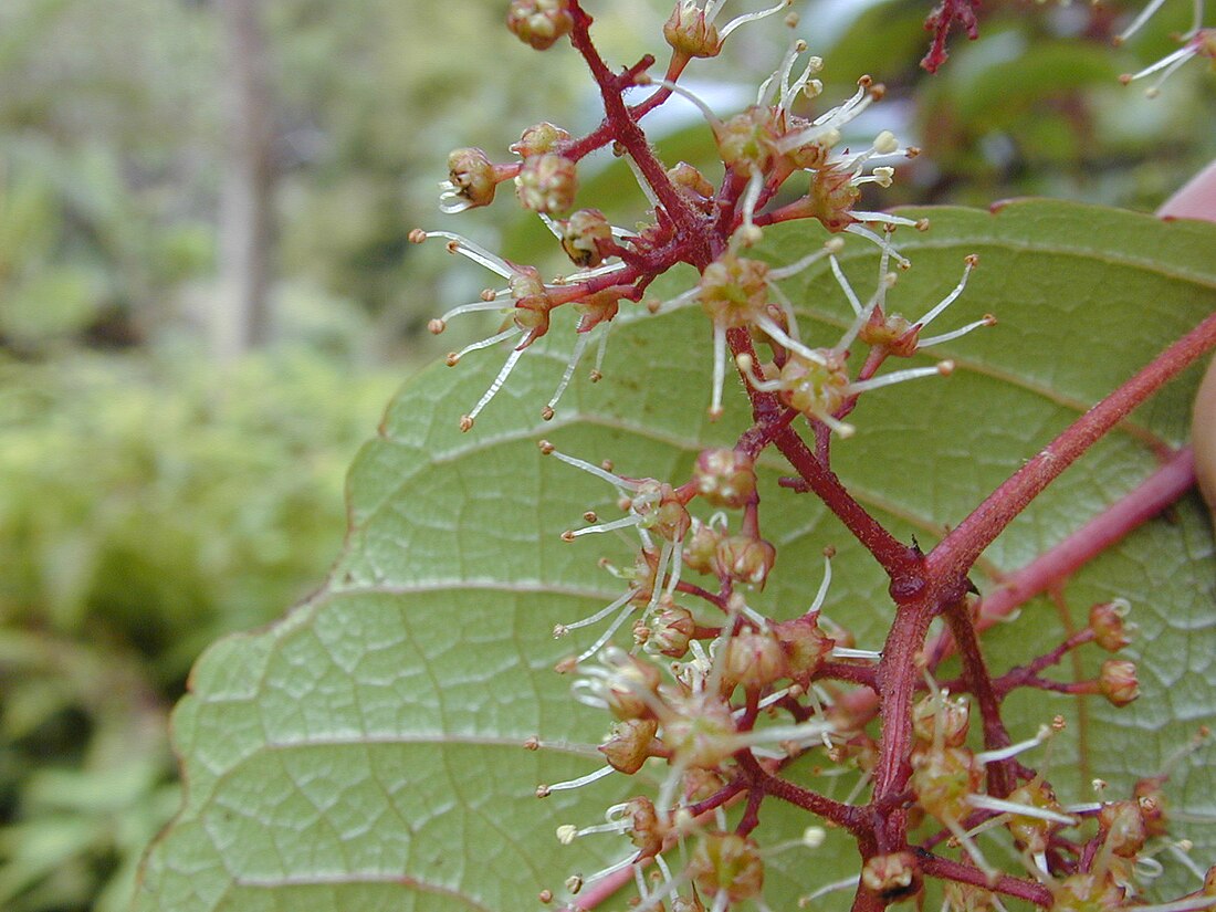 Perrottetia sandwicensis