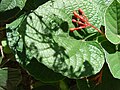 Flower buds