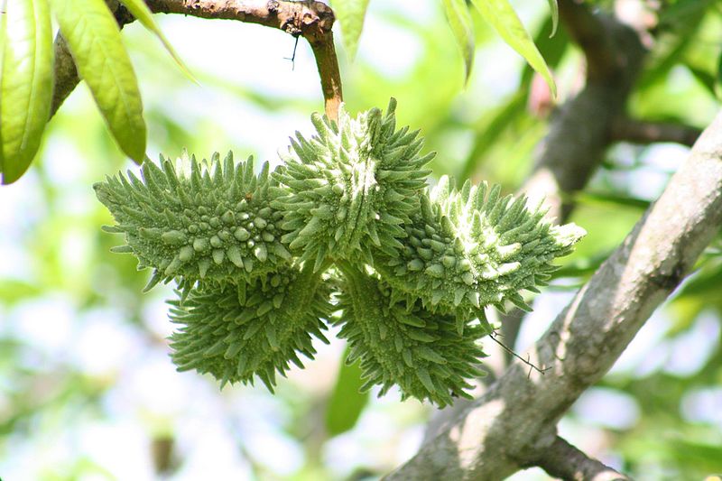 File:Sterculia murex03.jpg