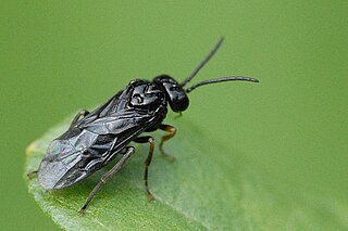 <i>Stethomostus</i> Genus of sawflies
