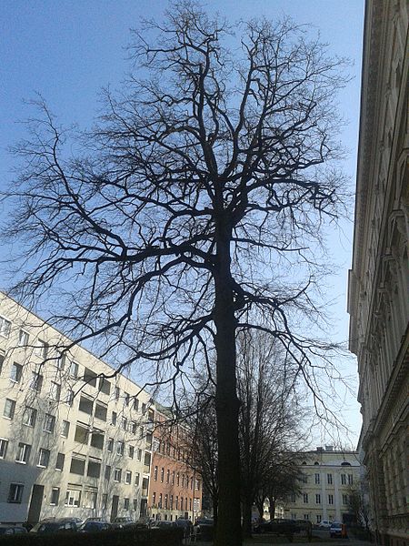 File:Stieleiche, Naturdenkmal, Honauerstraße, Linz (2).jpg