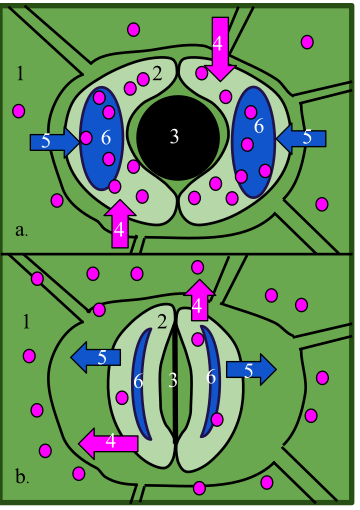 File:Stoma Opening Closing.svg