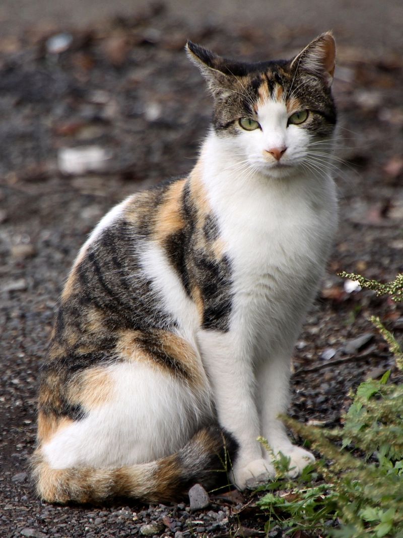 Tortoiseshell cat - Wikipedia