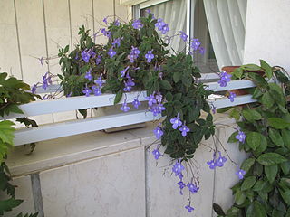 <i>Streptocarpus saxorum</i> Species of plant in the genus Streptocarpus