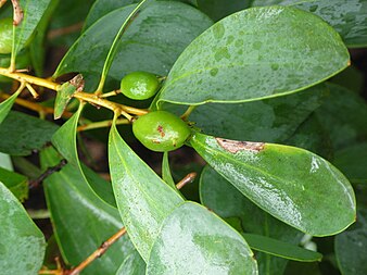 Leaves and fruit Strettle Road persoonia elliptica.jpg