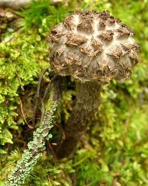 Bildbeschreibung Strobilomyces floccopus JH.jpg.