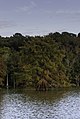* Nomination Cypress Tree at Stumpy Lake Natural Area --PumpkinSky 00:35, 11 November 2017 (UTC) * Promotion Good quality. -- Johann Jaritz 03:11, 11 November 2017 (UTC)