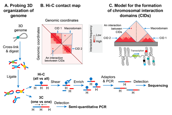 Nucleoid is spatially organized into chromosomal interactions domains (CIDs) and macrodomains A. Chromosome conformation capture (3C) methods probe 3D genome organization by quantifying physical interactions between genomic loci that are nearby in 3D-space but may be far away in the linear genome. A genome is cross-linked with formaldehyde to preserve physical contacts between genomic loci. Subsequently, the genome is digested with a restriction enzyme. In the next step, a DNA ligation is carried out under diluted DNA concentrations to favor intra-molecular ligation (between cross-linked fragments that are brought into physical proximity by 3D genome organization). A frequency of ligation events between distant DNA sites reflects a physical interaction. In the 3C method, ligation junctions are detected by the semi-quantitative PCR amplification in which amplification efficiency is a rough estimate of pairwise physical contact between genomic regions of interests and its frequency. The 3C method probes a physical interaction between two specific regions identified a priori, whereas its Hi-C version detects physical interactions between all possible pairs of genomic regions simultaneously. In the Hi-C method, digested ends are filled in with a biotinylated adaptor before ligation. Ligated fragments are sheared and then enriched by a biotin-pull down. Ligation junctions are then detected and quantified by the paired-end next-generation sequencing methods. B. Hi-C data are typically represented in the form of a two-dimensional matrix in which the x-axis and y-axis represent the genomic coordinates. The genome is usually divided into bins of a fixed size, e.g., 5-kb. The size of bins essentially defines the contact resolution. Each entry in the matrix, mij, represents the number of chimeric sequencing reads mapped to genomic loci in bins i and j. A quantification of the reads (represented as a heatmap) denotes the relative frequency of contacts between genomic loci of bins i and j. A prominent feature of the heatmap is a diagonal line that appears due to more frequent physical interaction between loci that are very close to each other in the linear genome. The intensity further from the diagonal line represents the relative frequency of physical interaction between loci that are far away from each other in the linear genome. Triangles of high-intensity along the diagonal line represent highly self-interacting chromosomal interaction domains (CIDs) that are separated by a boundary region that consists of a smaller number of interactions. C. In many bacterial species including E. coli, it appears that supercoiled topological domains organize as CIDs. Plectonemic supercoiling promotes a high level of interaction among genomic loci within a CID, and a plectoneme-free region (PFR), created due to high transcription activity, acts as a CID boundary. Nucleoid-associated proteins, depicted as closed circles, stabilize the supercoiling-mediated interactions. The actively transcribing RNA polymerase (depicted as a green sphere) in the PFR blocks dissipation of supercoiling between the two domains thus acts as a supercoiling diffusion barrier. The size of the CIDs ranges between 30 and 400 kb. Several triangles (CIDs) merge to form a bigger triangle that represents a macrodomain. In other words, CIDs of a macrodomain physically interact with each other more frequently than with CIDs of a neighboring macrodomain or with genomic loci outside of that macrodomain. A macrodomain may comprise several CIDs. For simplicity, a macrodomain comprising only two CIDs is shown. Subhash nucleoid 08.png