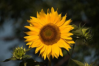 Helianthus annuus