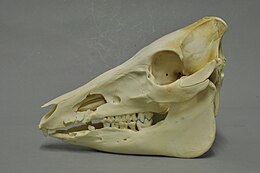 Az állat koponyája