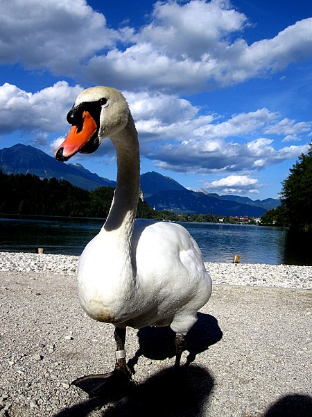 File:Swan at Lake Bled.jpg