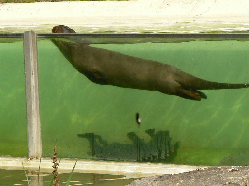 File:Swiming Pteronura brasiliensis hamburg zoo.JPG