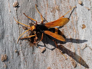 <i>Cryptocheilus bicolor</i> Species of wasp