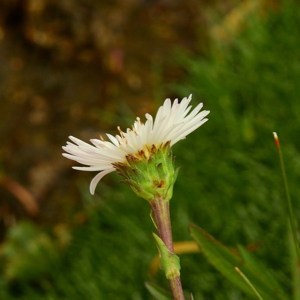 File:Symphyotrichum glabrifolium 122815040 (cropped).jpg