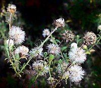 Fruiting plant showing many cypselae with pappi Symphyotrichum pilosum pilosum fruiting 2022-11.jpg