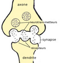 Miniatyrbilde for Synapse