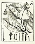 Tachia guianensis Aublet 1775 pl 29.jpg