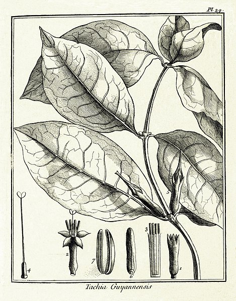 File:Tachia guianensis Aublet 1775 pl 29.jpg