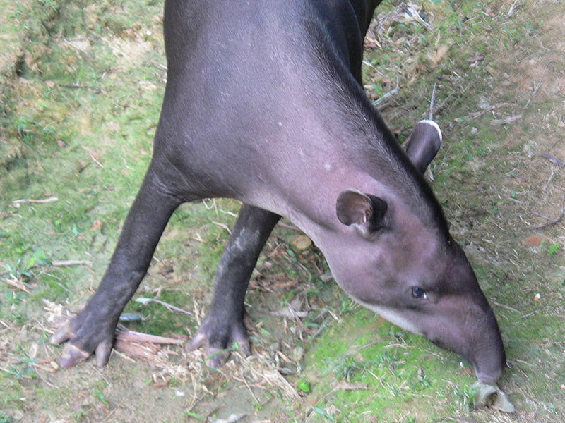 File:Tapir8.JPG