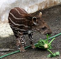 A baby South American tapir, with spots and stripes characteristic of all juvenile tapirs