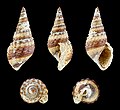 * Nomination Shell of a Philippine fresh water snail, Tarebia lateritia --Llez 16:36, 30 September 2017 (UTC) * Promotion  Support Good quality.--Famberhorst 16:43, 30 September 2017 (UTC)