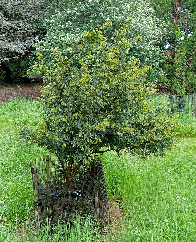 Description de l'image Taxus wallichiana - Hillier Gardens - Romsey, Hampshire, England - DSC04405.jpg.