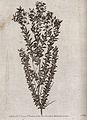 Tea plant or manuka (Leptospermum scoparium); flowering stem Wellcome V0043187.jpg