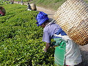 Tea Processing