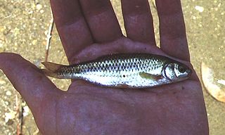 <i>Telestes muticellus</i> Species of fish