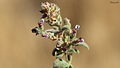 Teucrium andrusi