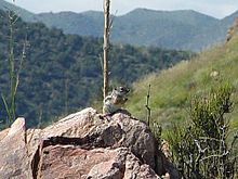 Écureuil antilope du Texas.jpg