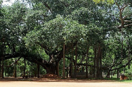 The Great Banyan Tree of Auroville