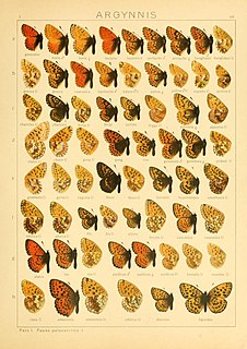 <i>Issoria eugenia</i> species of butterfly