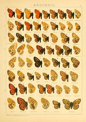 The Macrolepidoptera of the world (Taf. 68) (8145295136).jpg