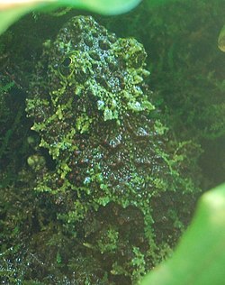 Theloderma corticale, Boston Aquarium.jpg