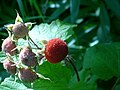 Rubus parviflorus Thimbleberry