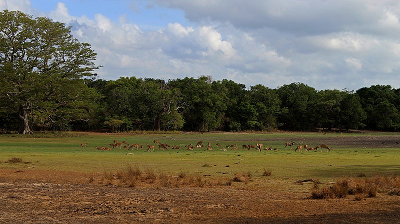 File:This big herd of deer grazing during the afternoon sun.jpg