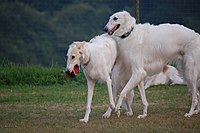 Yellow and white, and white borzois