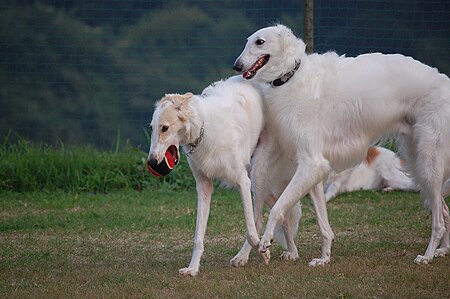 Three Borzoi.jpg