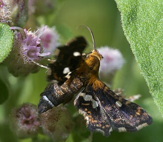 Spotted Thyris (Hodges #6076), Thyris maculata, Pryor, OK, USA Thyris maculata P1280351a.jpg