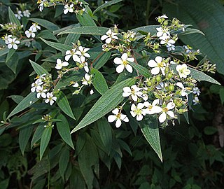 <i>Chaetogastra longifolia</i> Species of flowering plant