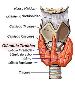 Schildklier anatomie 01.jpg