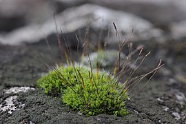 Tortula muralis