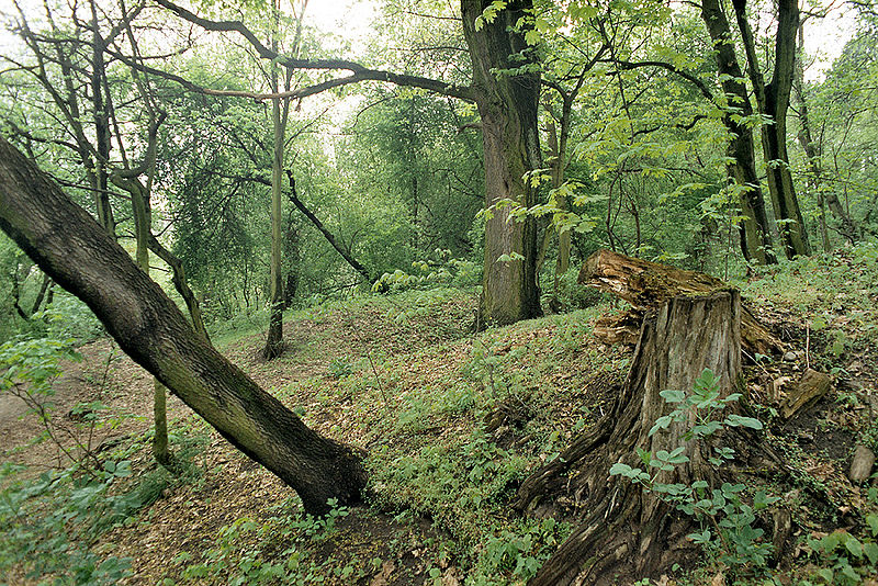 File:Torun las skarpa.jpg