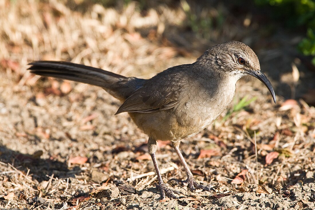 California thrasher