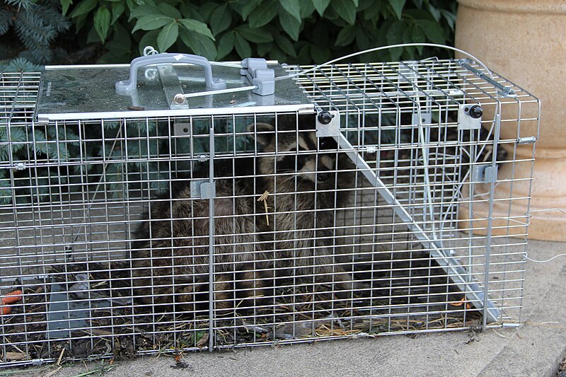 File:Trapped Raccoon.JPG
