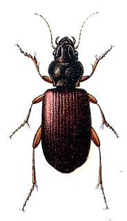<i>Trechus rubens</i> species of insect