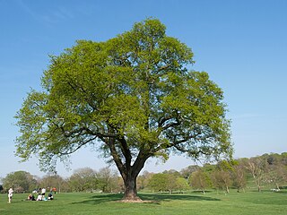 <span class="mw-page-title-main">Beckenham Place Park</span>